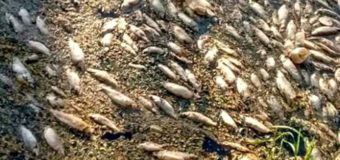 Investigan mortandad de peces en el Río Luján