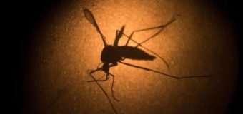 Relacionan la invasión de mosquitos en la Región a las zonas inundadas de la provincia
