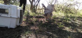 Liberación de animales de la Granja Educativa «Malvinas Argentinas»