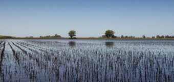 Provincia: Por las inundaciones, peligra el 25% de la agricultura y el 26% de la ganadería
