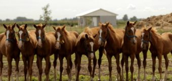 Empresa de Pilar alcanzó un nuevo récord mundial en clonación de caballos