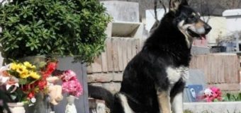 Córdoba: Murió el perro que conmovió al mundo viviendo junto a la tumba de su dueño