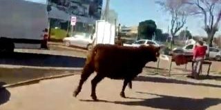 Malvinas Argentinas: Un toro escapó de un matadero y atacó a una mujer que atendía una parrilla