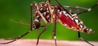 ALERTA POR POSIBLE BROTE DE CHIKUNGUNYA EN LA PROVINCIA