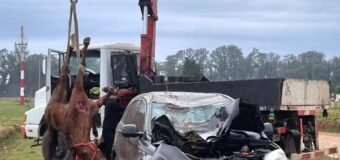 Lujan: Conductor sobrevive al chocar con una yegua y provocarle la muerte