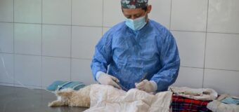 El Hospital Municipal de Zoonosis de José C Paz se consolida como referente regional de salud animal