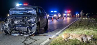 Ruta 11: Un auto chocó y mató a un puma que se le cruzó a la altura de Costa Esmeralda