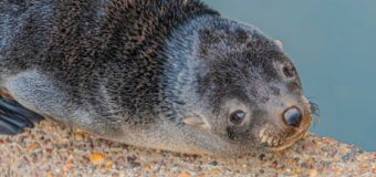 San Fernando rescató a dos lobos marinos en pocos días, en conjunto con especialistas