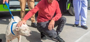 San Fernando prohibió a los criaderos de mascotas y la venta de animales en comercios